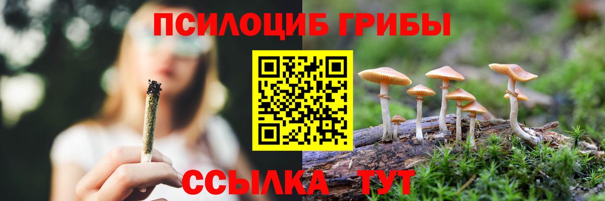Галлюциногенные грибы Psilocybe Югорск